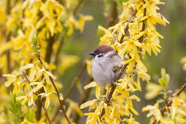 Eurasian Tree Sparrow (Passer montanus) on a forsythia bush