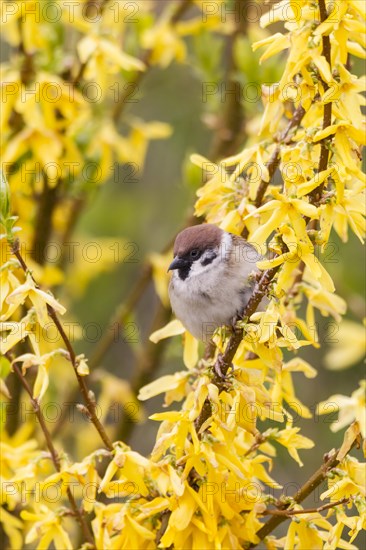 Eurasian Tree Sparrow (Passer montanus) on a forsythia bush