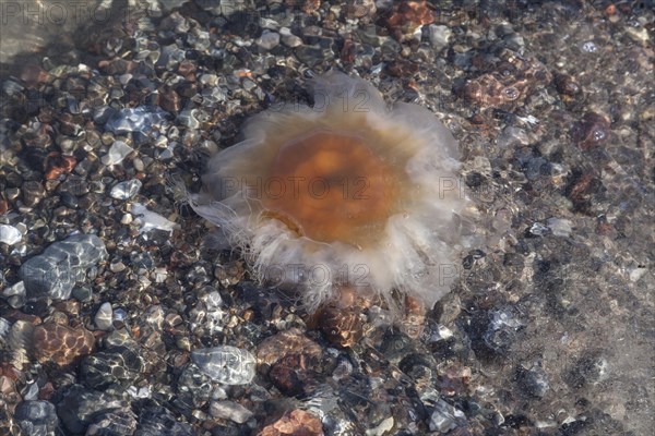 Lion's Mane Jellyfish (Cyanea capillata)