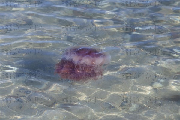 Lion's Mane Jellyfish (Cyanea capillata)