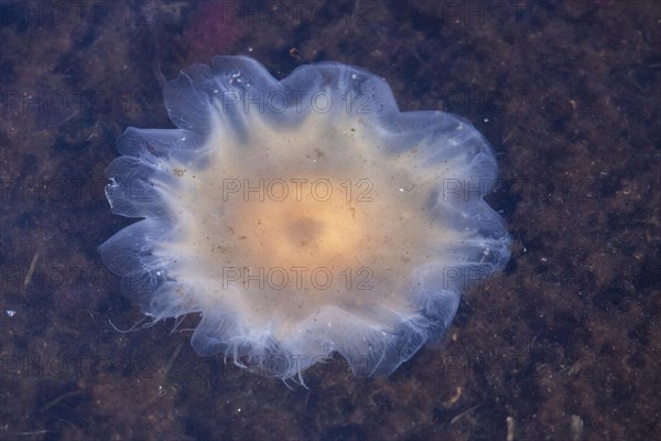 Lion's Mane Jellyfish (Cyanea capillata)