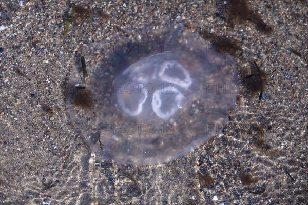 Jellyfish (Aurelia aurita)