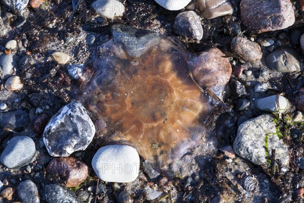 Lion's Mane Jellyfish (Cyanea capillata)