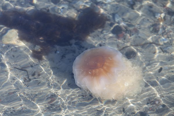 Lion's Mane Jellyfish (Cyanea capillata)