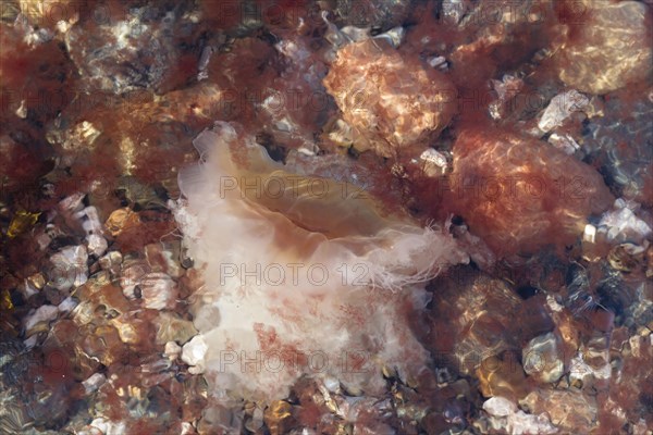 Lion's Mane Jellyfish (Cyanea capillata)