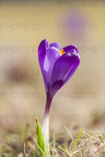 Crocus (Crocus)