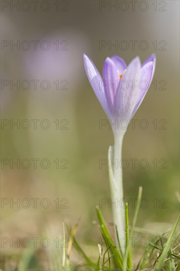 Crocus (Crocus)