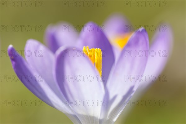 Crocus (Crocus)