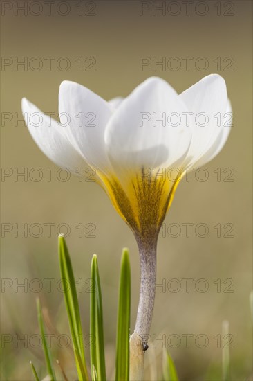 Crocus (Crocus)