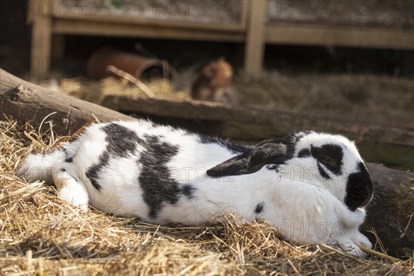 Rabbit (Oryctolagus cuniculus forma domestica)