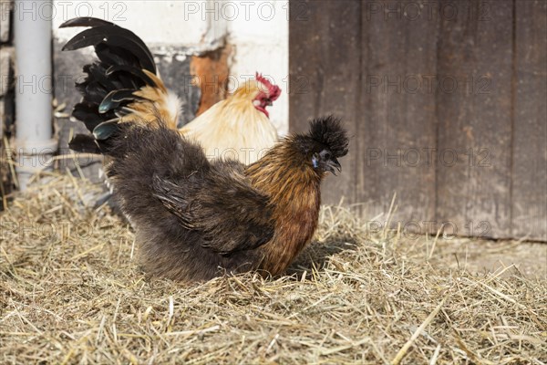 Silky or Silkie fowl (Gallus gallus domesticus)