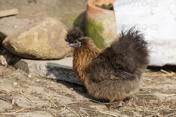 Silk Fowl (Gallus gallus domesticus)