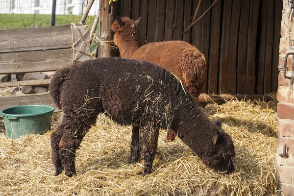 Alpacas (Vicugna pacos)