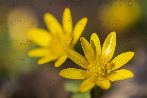 Lesser Celandine or Fig Buttercup (Ficaria verna)