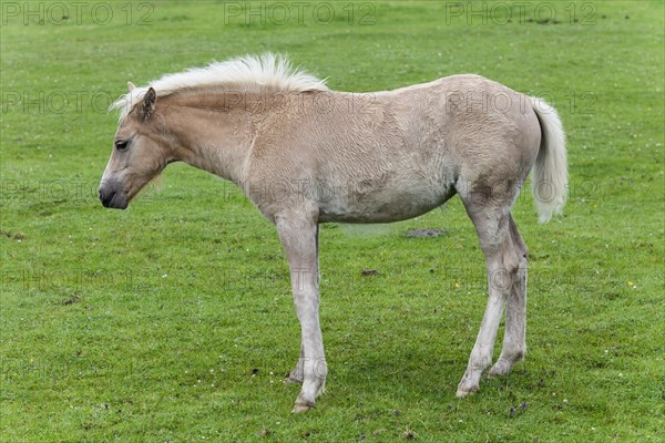 Haflinger foal at pasture