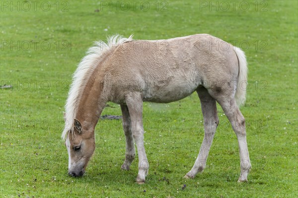 Haflinger foal at pasture