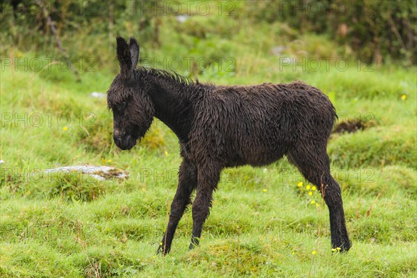 Foal