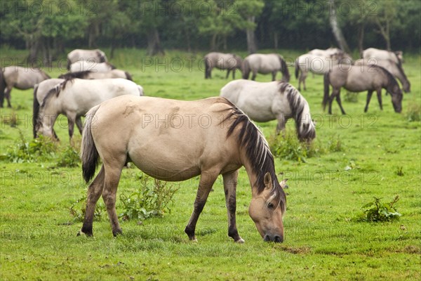 Dulmen ponies