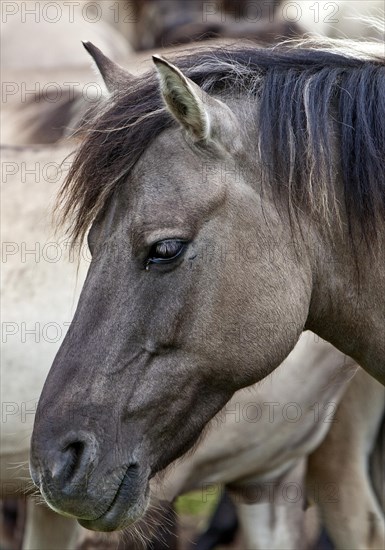 Dülmen pony