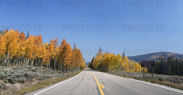 Forest in autumn