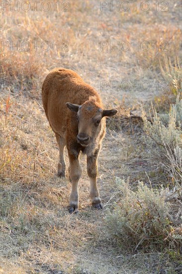 American bison (Bison bison)