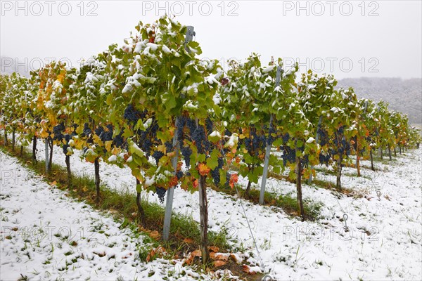 Vineyard in autumn with snow