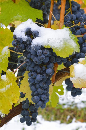 Snow-covered Dornfelder grapes in autumn