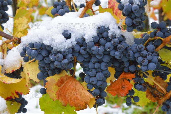 Snow-covered Dornfelder grapes in autumn