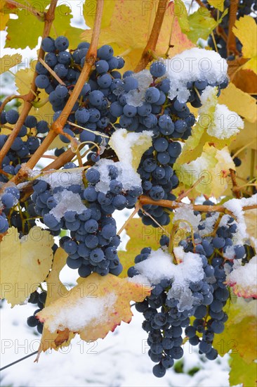 Snow-covered Dornfelder grapes in autumn