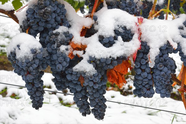 Snow-covered Dornfelder grapes in autumn