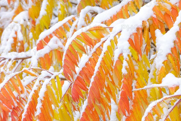 Snow-covered Staghorn Sumac (Rhus typhina) in autumn