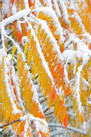 Snow-covered Staghorn Sumac (Rhus typhina) in autumn