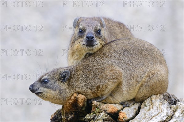 Rock Hyrax or Cape Hyrax (Procavia capensis)