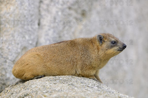 Rock Hyrax or Cape Hyrax (Procavia capensis)