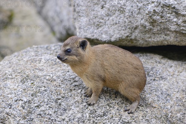 Rock Hyrax or Cape Hyrax (Procavia capensis)