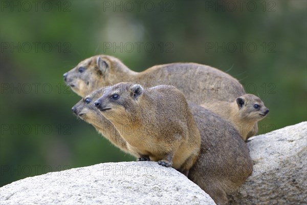 Rock Hyrax or Cape Hyrax (Procavia capensis)