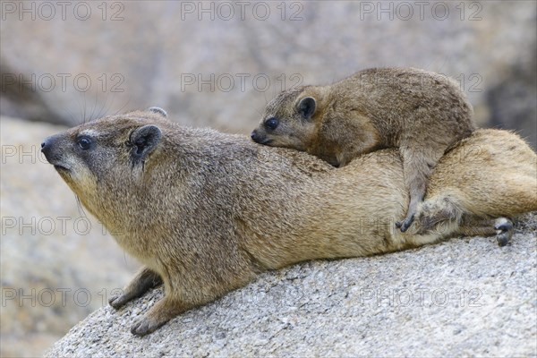 Rock Hyrax or Cape Hyrax (Procavia capensis)