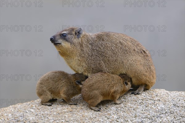 Rock Hyrax or Cape Hyrax (Procavia capensis)