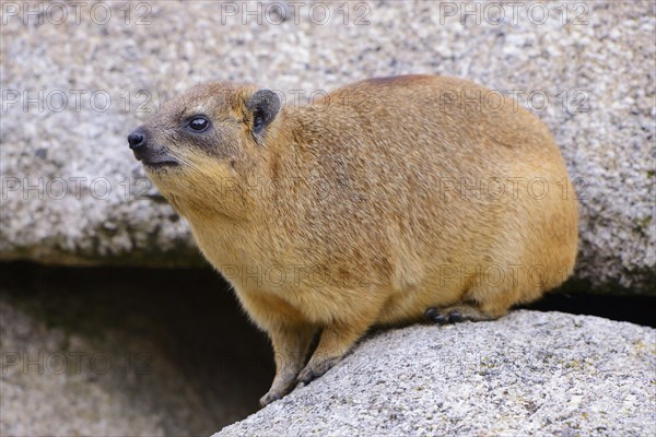 Rock Hyrax or Cape Hyrax (Procavia capensis)