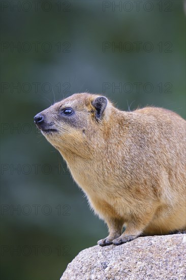 Rock Hyrax or Cape Hyrax (Procavia capensis)