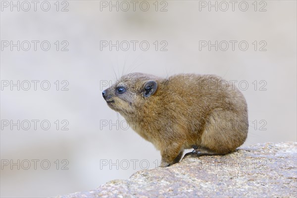 Rock Hyrax or Cape Hyrax (Procavia capensis)