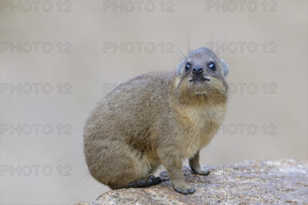 Rock Hyrax or Cape Hyrax (Procavia capensis)