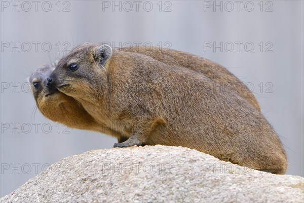 Two Rock Hyraxes or Cape Hyraxes (Procavia capensis)