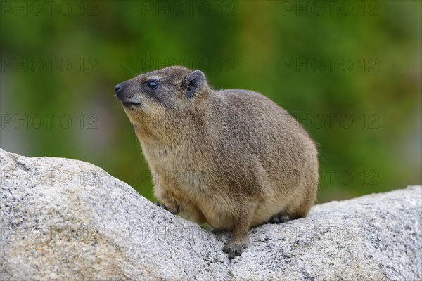 Rock Hyrax or Cape Hyrax (Procavia capensis)