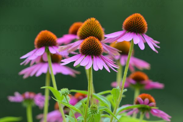 Eastern Purple Coneflowers (Echinacea purpurea