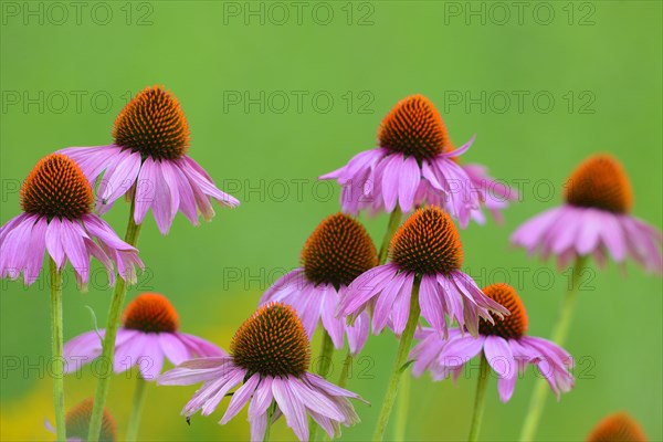 Eastern Purple Coneflowers (Echinacea purpurea