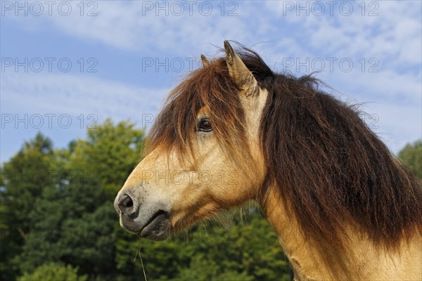 Icelandic Horse