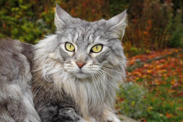 Maine Coon or American Longhair in an autumnal garden