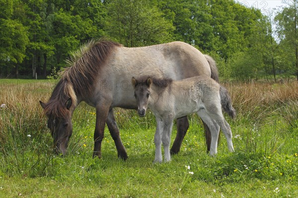 Foal and mare