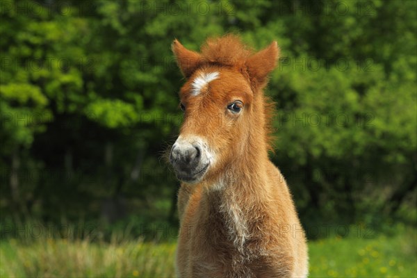 Foal